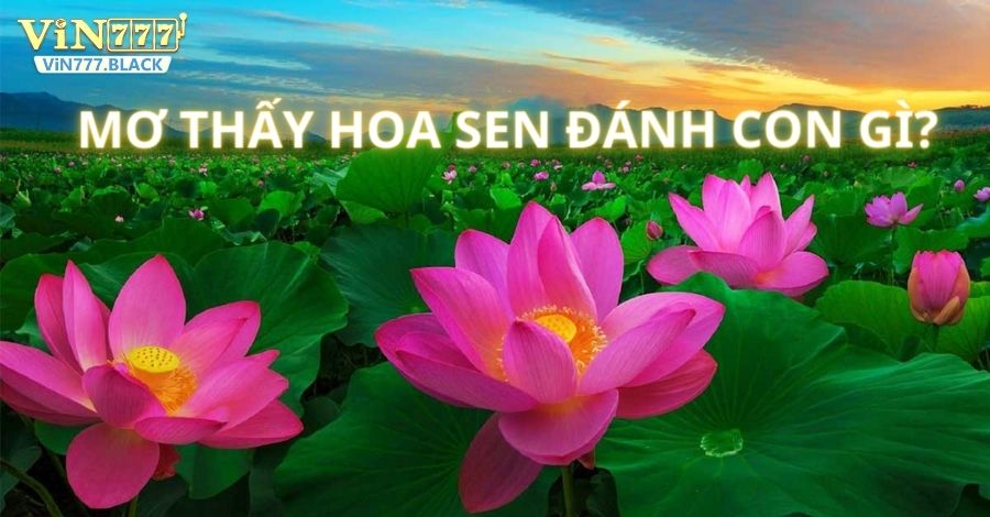 Giải mã con số bí ẩn trong giấc mơ thấy hoa sen