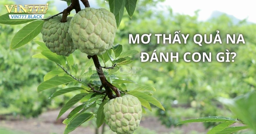 Mơ thấy quả na đánh con gì nhanh trúng lớn ngày hôm nay?